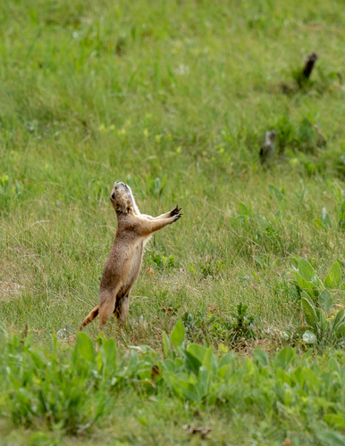 Prairie Siren