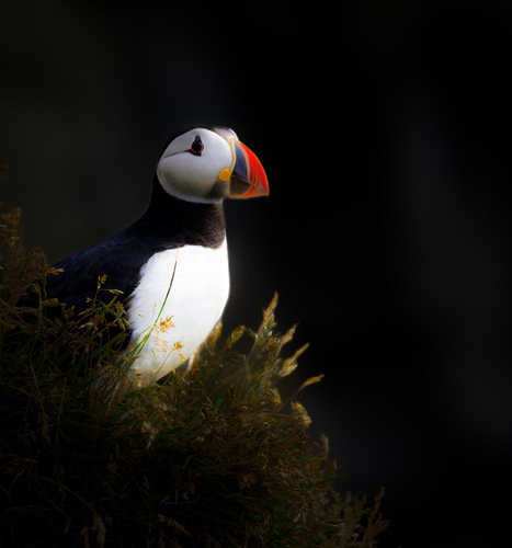 Such a Handsome Puffin, Iceland