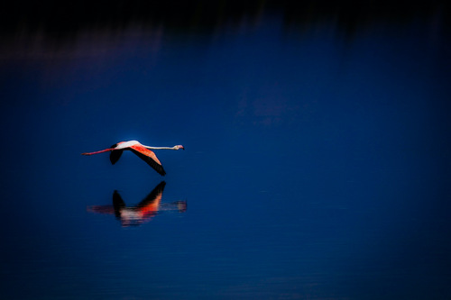Flight into the Blue