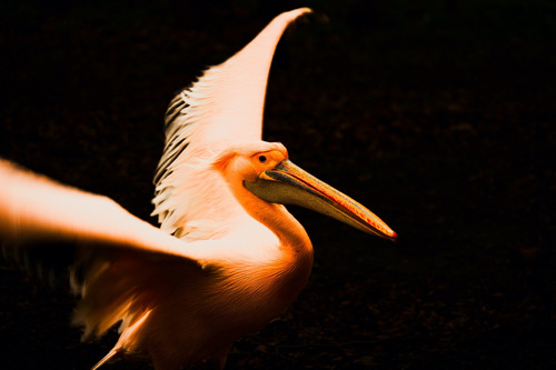 Pelican Elegance