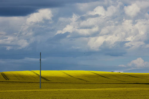 Canola Field