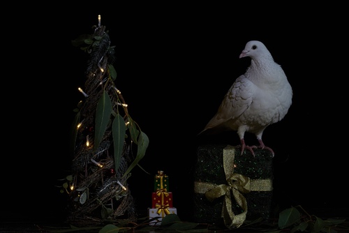 Merry Christmas 2024