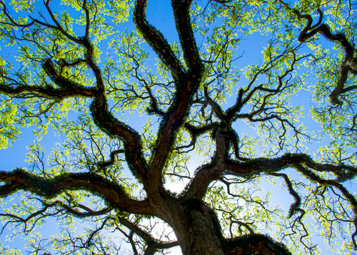 Bent Oak in Resurrection Fern