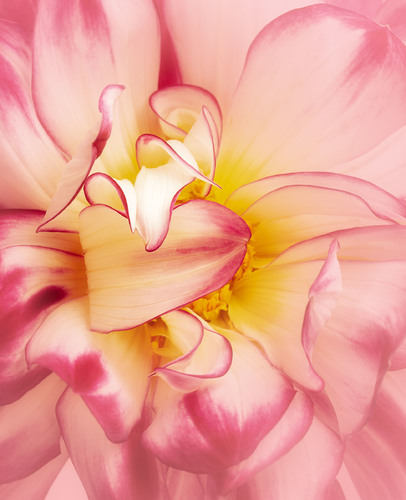 Dahlia