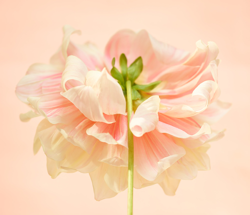 Dahlia Reverse View
