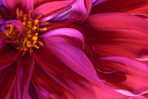 La Belle Rouge
