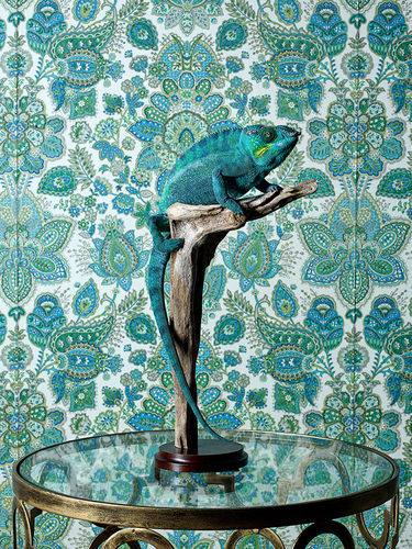 blue chameleon 