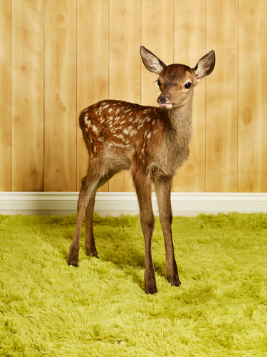 fawn