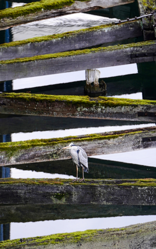 Heron