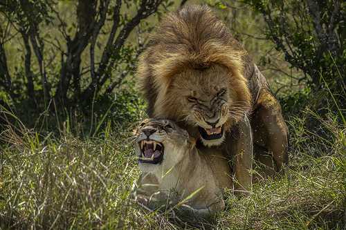 Lion Mates