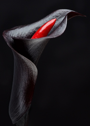 Calla Pepper