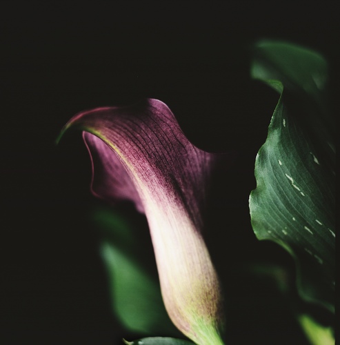 Calla Lily 2