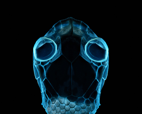 Portrait Of An Alien