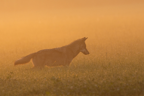 Young wolf at sunrise
