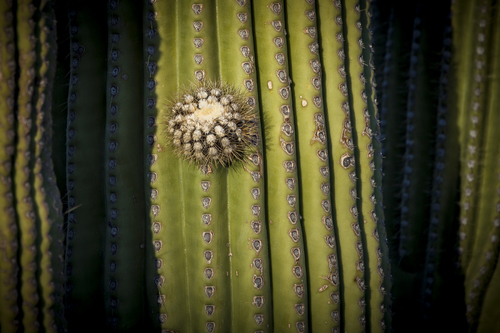 Saguaro Bud