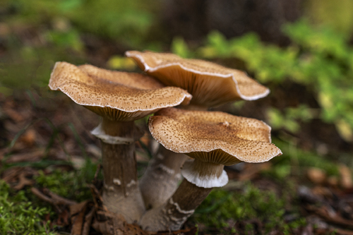 Wild Mushrooms