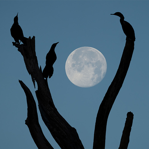 Moonrise