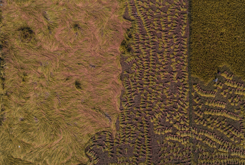 Rice Harvesting