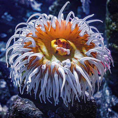 Urchin