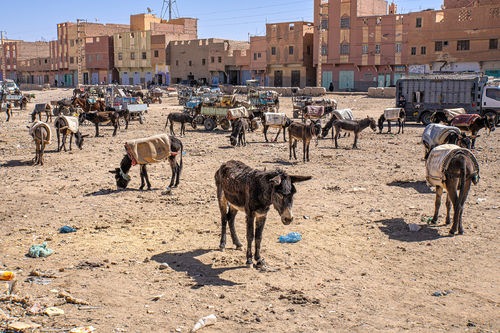 Donkey Parking in Rissani