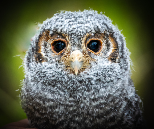 Baby Owl