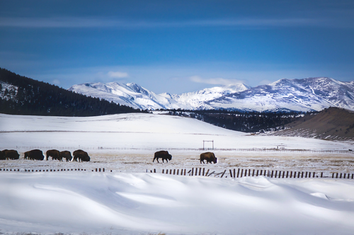Buffalo Herd Grazing 