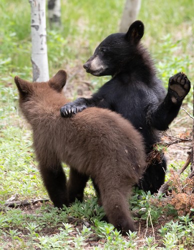 Buddies