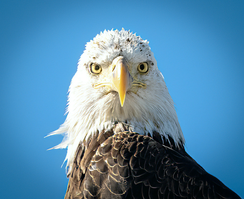 Eagle Eye