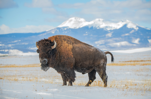 King of the Prairie