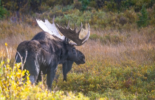 Bull Moose