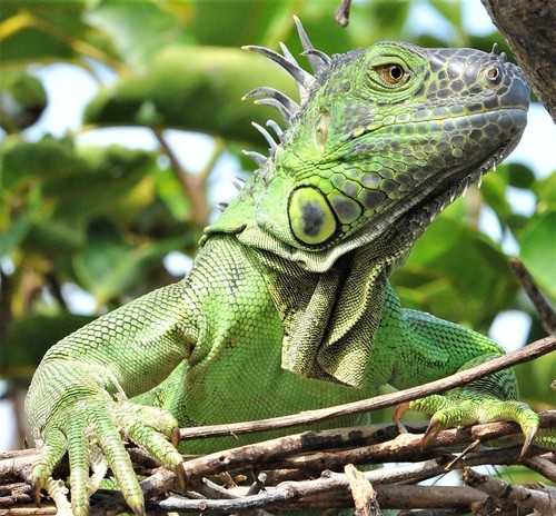 Lizard Life