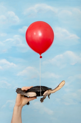 I believe I can Fly!