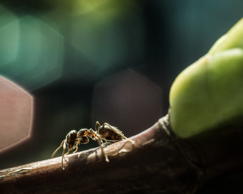 Macro life in the spring