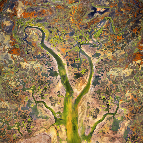 Nature's Tapestry