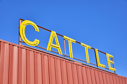 Cattle