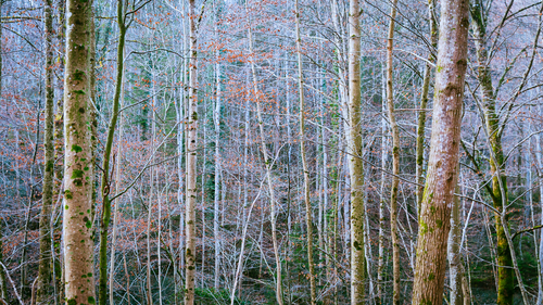 Bavarian Trees