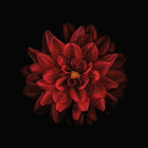 dahlia