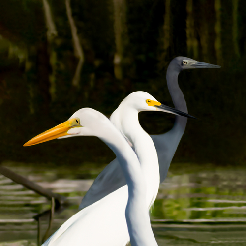 Guardians of the Wetlands