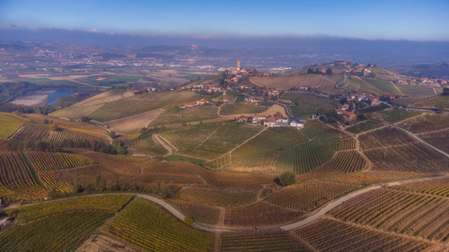 Autumn vineyards