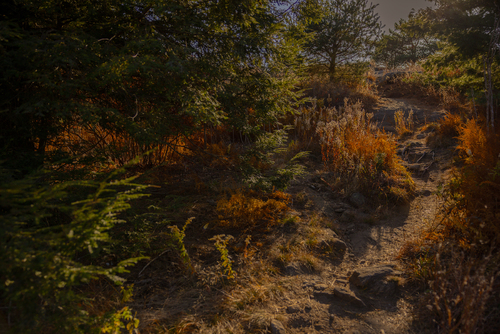Autumnal Rusts