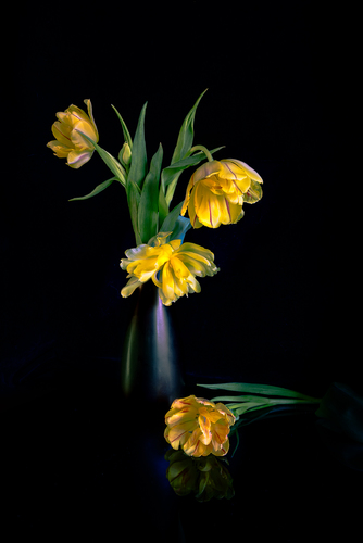 Golden DeLight