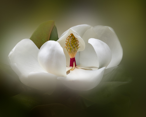 Magnolia Glow