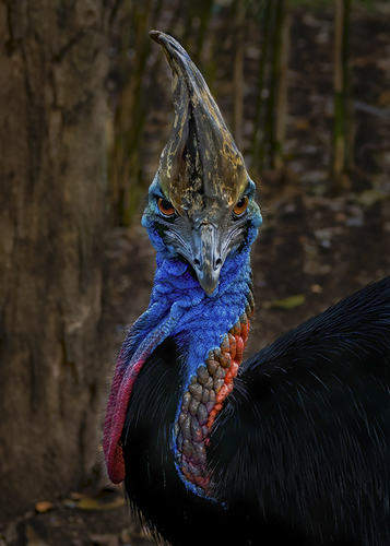 Dino Bird
