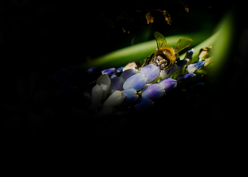 Bee at Blue Breakfast