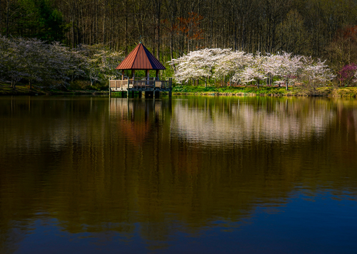 Reflections of Spring