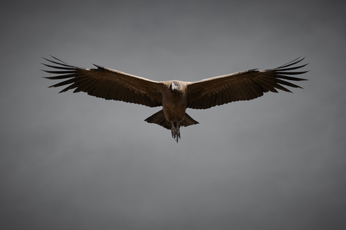 Condor #1