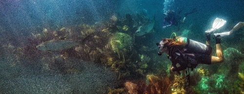 Become one with our oceans.