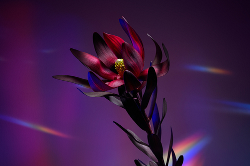 Leucadendron Salignum