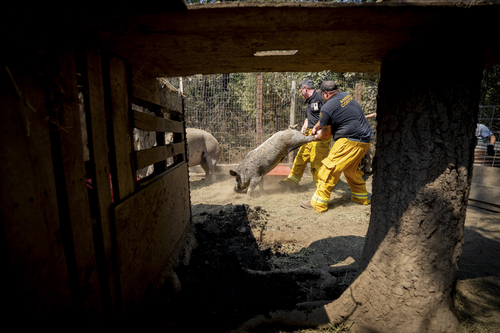 Caldor Fire #4