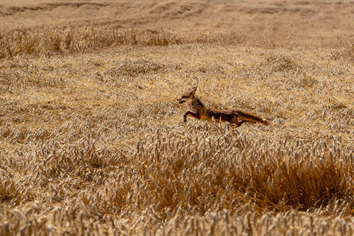 Fox in the wheat
